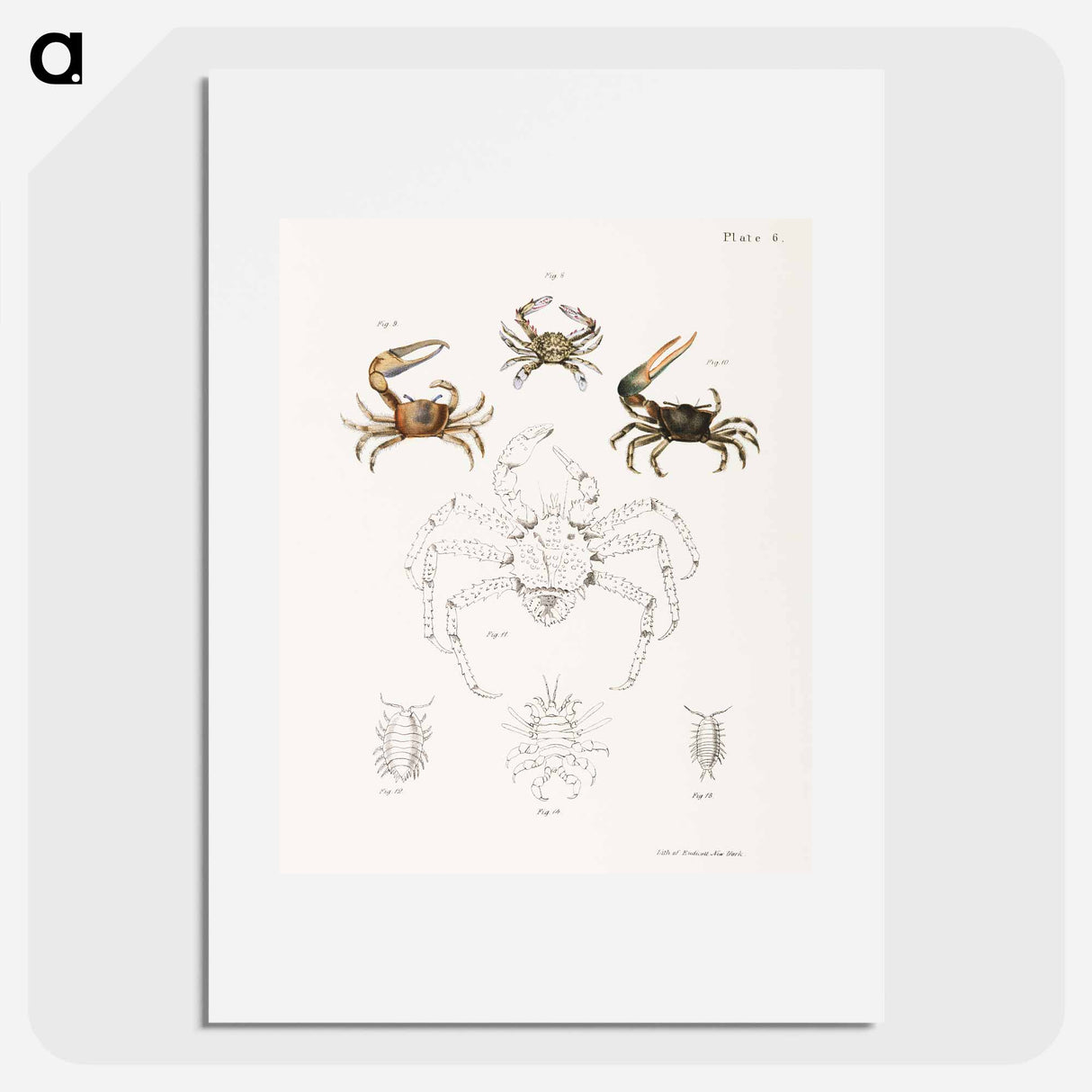 Different types of sea creatures illustration from Zoology of New York by James Ellsworth De Kay - ニューヨークの動物学 Poster.