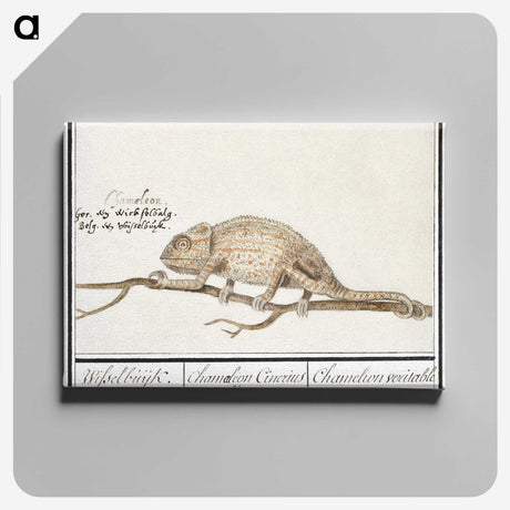1-33_Anselmus-Boetius-de-Boodt_canvas