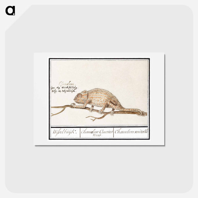 アートポストカード-Chameleon - アンセルムス ボエティウス デ ブート Postcard.