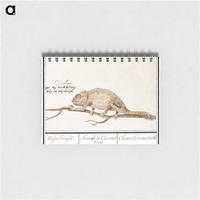 アートメモ帳-Chameleon - アンセルムス ボエティウス デ ブート Memo.