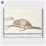 1-33_Anselmus-Boetius-de-Boodt_picture-crop