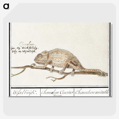 1-33_Anselmus-Boetius-de-Boodt_picture-crop