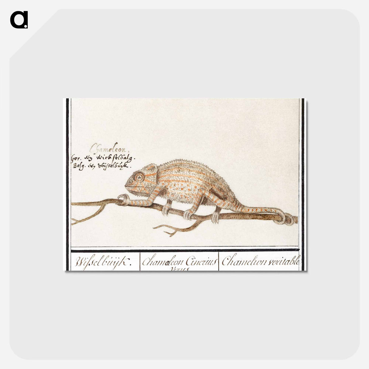 アートポストカード-Chameleon - アンセルムス ボエティウス デ ブート Postcard.