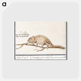 アートポストカード-Chameleon - アンセルムス ボエティウス デ ブート Postcard.