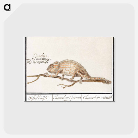 アートポストカード-Chameleon - アンセルムス ボエティウス デ ブート Postcard.