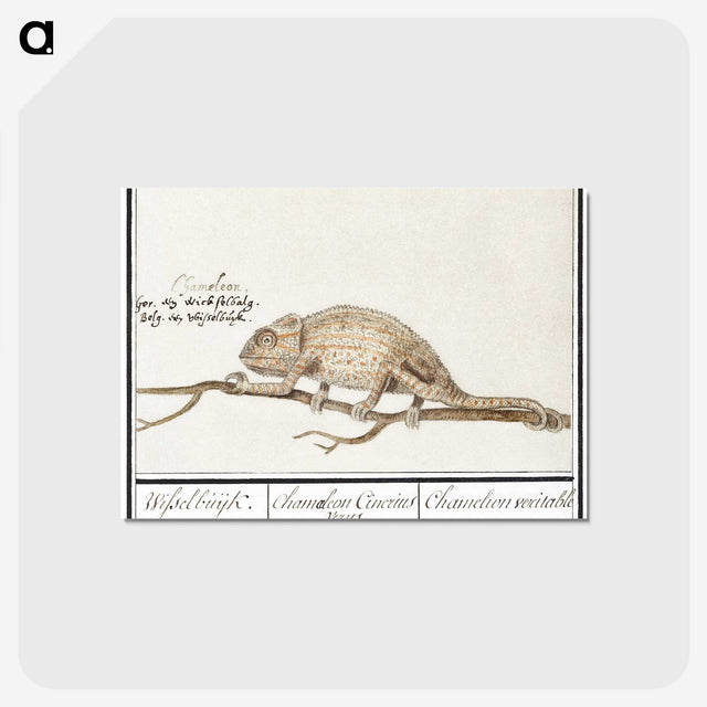 1-33_Anselmus-Boetius-de-Boodt_postcard