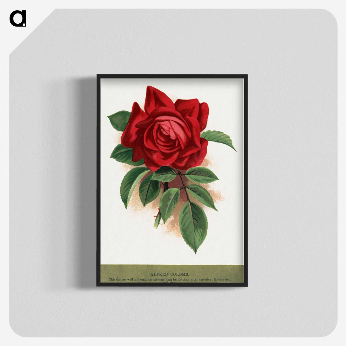 1-33_Botanical-Specimen-Plates_blk-crop