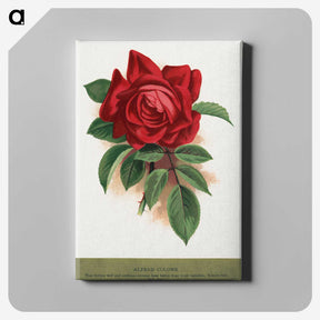 1-33_Botanical-Specimen-Plates_canvas