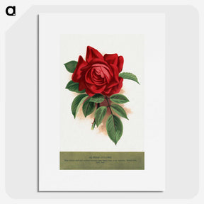 1-33_Botanical-Specimen-Plates_picture