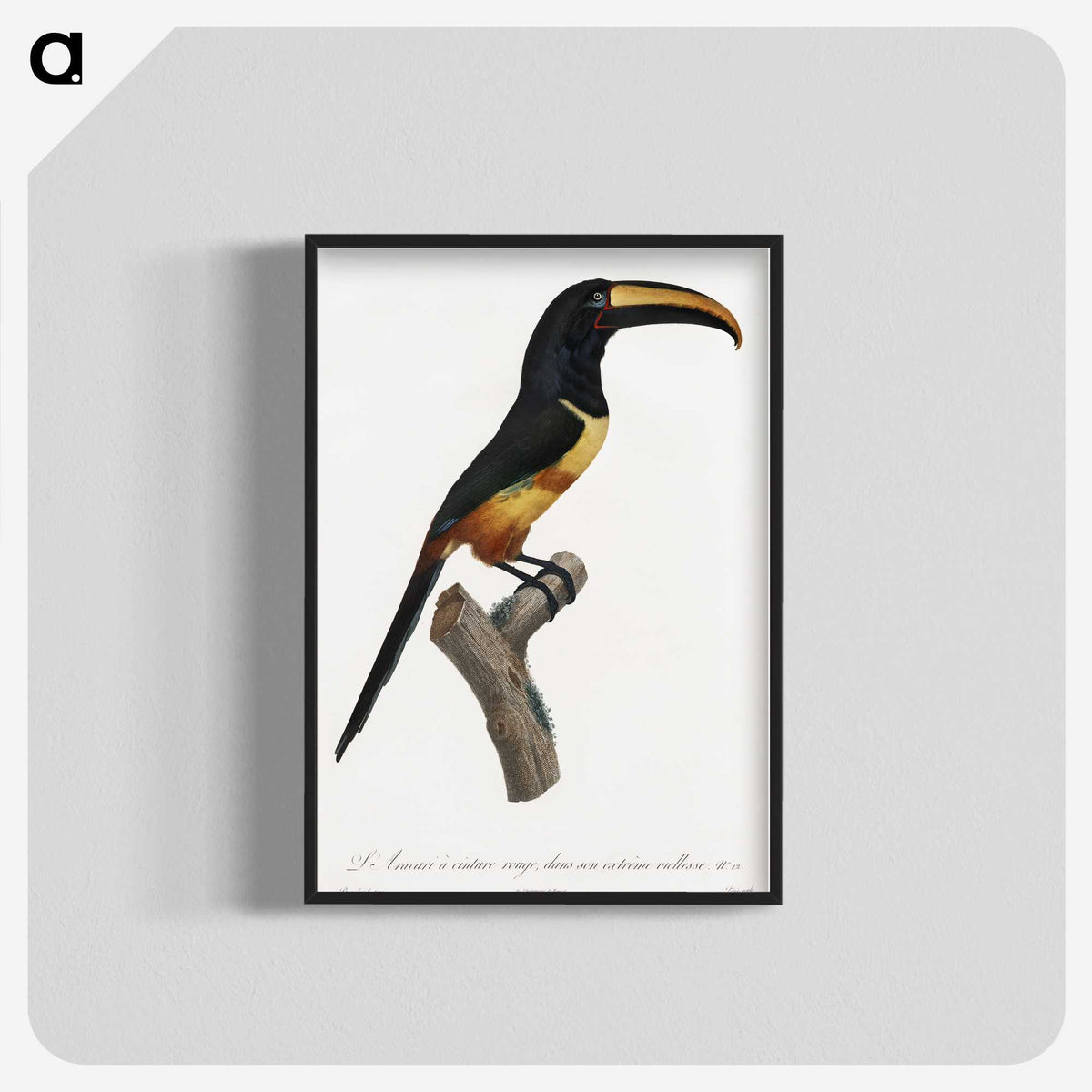 1-33_Des-Oiseaux-de-Paradis_blk-crop