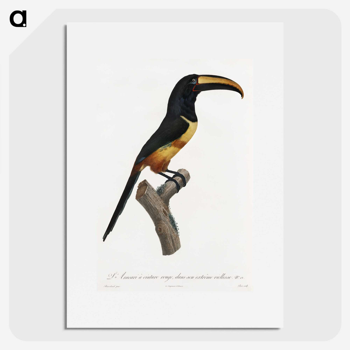 1-33_Des-Oiseaux-de-Paradis_picture