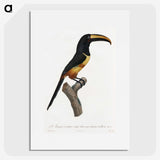 1-33_Des-Oiseaux-de-Paradis_picture