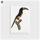 1-33_Des-Oiseaux-de-Paradis_postcard
