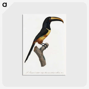 1-33_Des-Oiseaux-de-Paradis_postcard