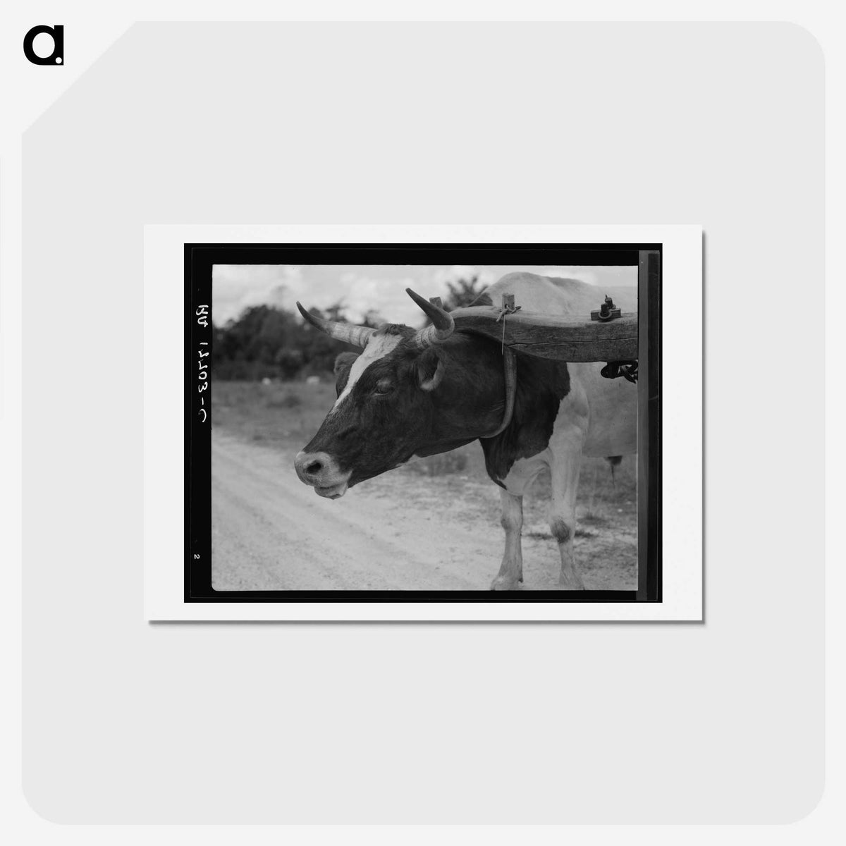 1-33_Dorothea-Lange_hagaki
