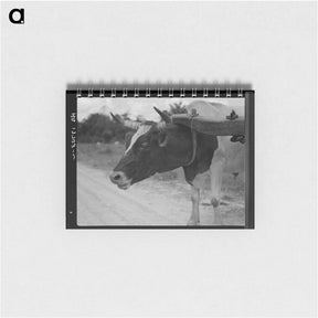 アートメモ帳-Ox team used to haul pulpwood. Mississippi - ドロテア ラング Memo.