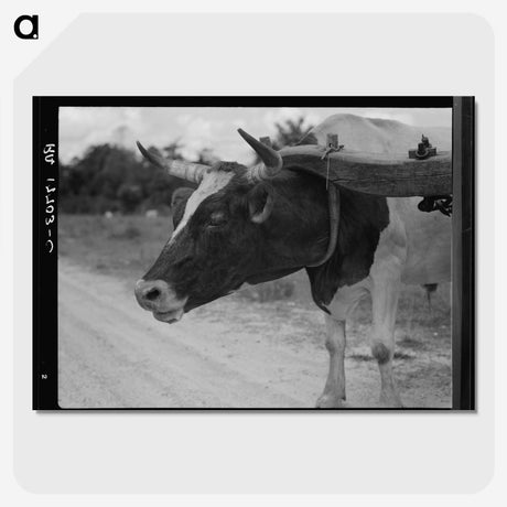 1-33_Dorothea-Lange_picture-crop