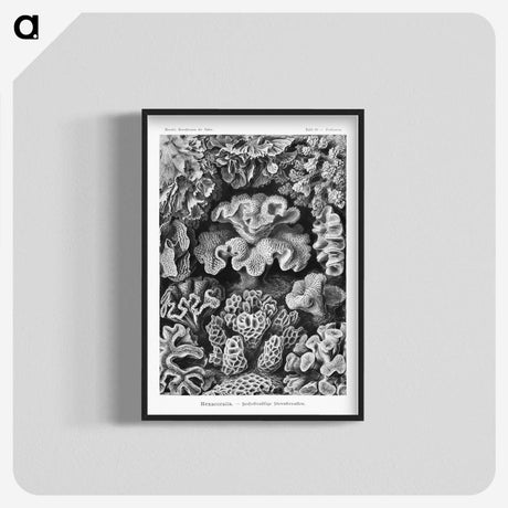1-33_Ernst-Haeckel_blk-crop