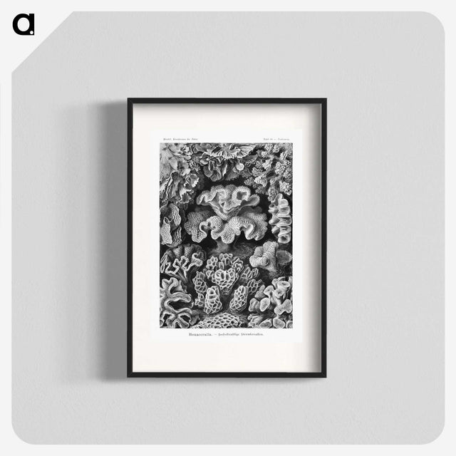1-33_Ernst-Haeckel_blk