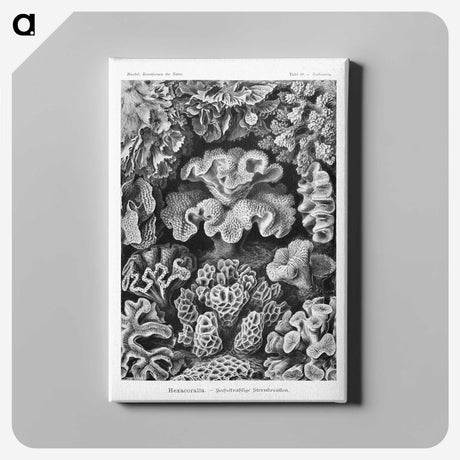1-33_Ernst-Haeckel_canvas
