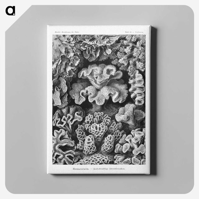 1-33_Ernst-Haeckel_canvas
