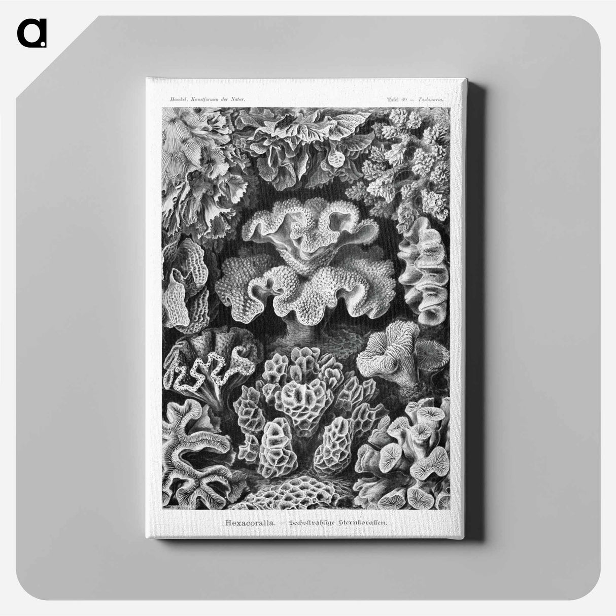 Hexacoralla–Sechsstrahlige Sternkorallen - エルンスト ヘッケル Canvas.