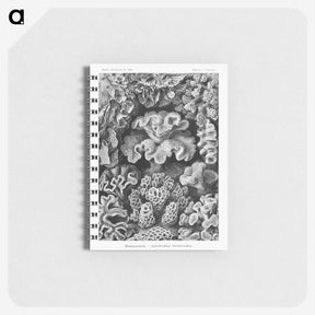 1-33_Ernst-Haeckel_memo