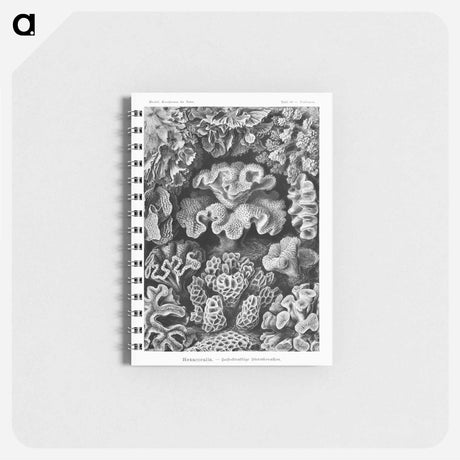アートメモ帳-Hexacoralla–Sechsstrahlige Sternkorallen - エルンスト ヘッケル Memo.
