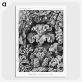 1-33_Ernst-Haeckel_picture-crop