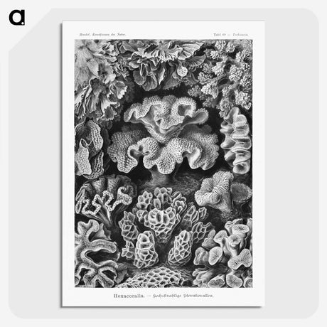 1-33_Ernst-Haeckel_picture-crop
