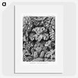 1-33_Ernst-Haeckel_picture