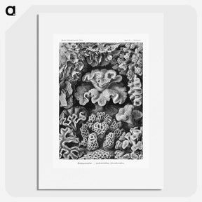 1-33_Ernst-Haeckel_picture