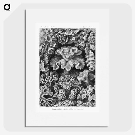 1-33_Ernst-Haeckel_picture