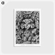1-33_Ernst-Haeckel_postcard