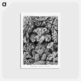 アートポストカード-Hexacoralla–Sechsstrahlige Sternkorallen - エルンスト ヘッケル Postcard.