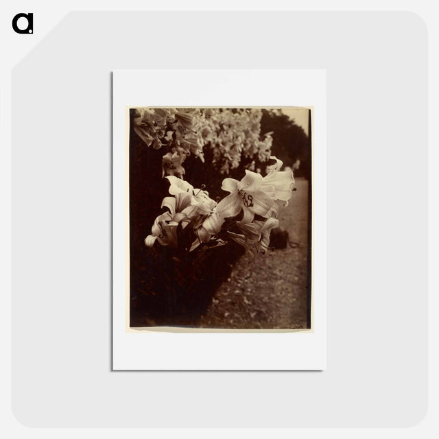 アートポストカード-Lys (Lilies)
 - ウジェーヌ アジェ Postcard.