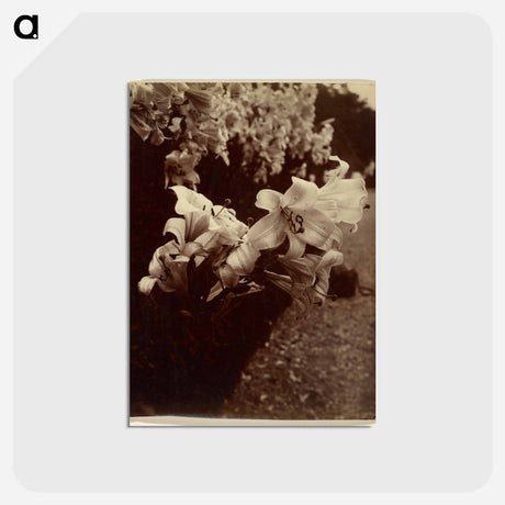 アートポストカード-Lys (Lilies)
 - ウジェーヌ アジェ Postcard.