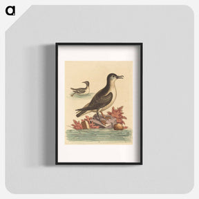 アートポスター-The Guillemot and the Puffin of the Isle of Man
 - ジョージ エドワーズ Poster.