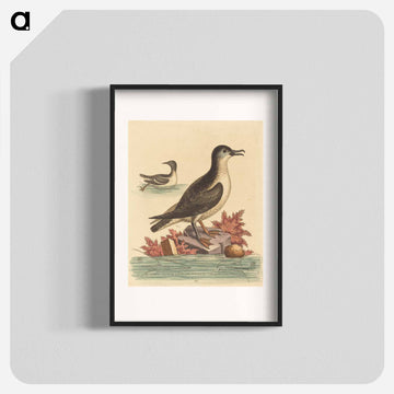 The Guillemot and the Puffin of the Isle of Man
 - ジョージ エドワーズ Poster.