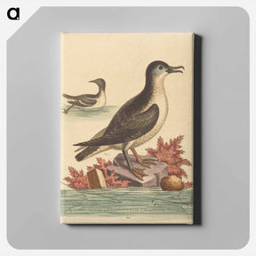 アートパネル-The Guillemot and the Puffin of the Isle of Man
 - ジョージ エドワーズ Canvas.