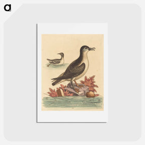 アートポストカード-The Guillemot and the Puffin of the Isle of Man
 - ジョージ エドワーズ Postcard.