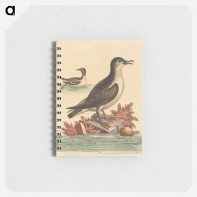 アートメモ帳-The Guillemot and the Puffin of the Isle of Man
 - ジョージ エドワーズ Memo.