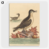 1-33_George-Edwards_picture-crop
