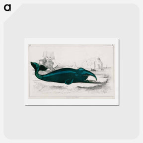 アートポストカード-Whale
 - ゴールドスミスの生き生きとした自然 Postcard.