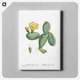 1-33_Histoire-des-Plantes-Grasses_canvas