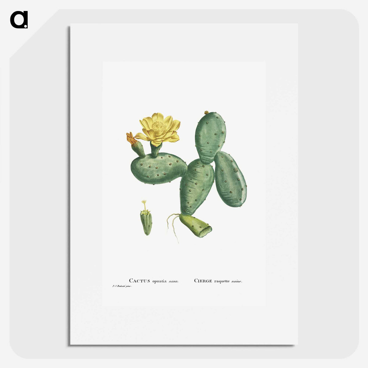 1-33_Histoire-des-Plantes-Grasses_picture
