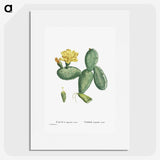 1-33_Histoire-des-Plantes-Grasses_picture