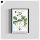 1-33_Hortus-Romanus-Botanical-Plates_blk-crop