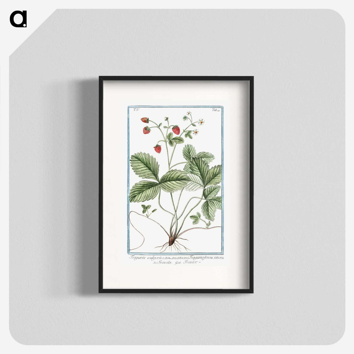 1-33_Hortus-Romanus-Botanical-Plates_blk