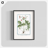 1-33_Hortus-Romanus-Botanical-Plates_blk